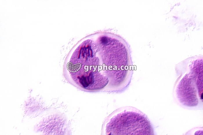 Méiose - Cellules-mères des grains de pollen - Lys - Anaphase 2 x400 - gryphea.org